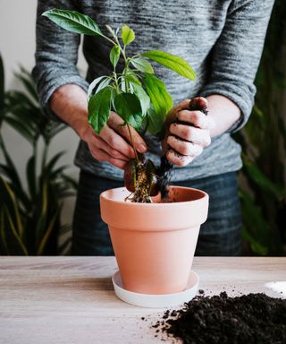 avocado plant being potted up in soil