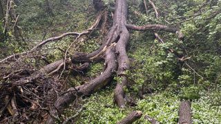 Henbury Gorge: roots and wild garlic