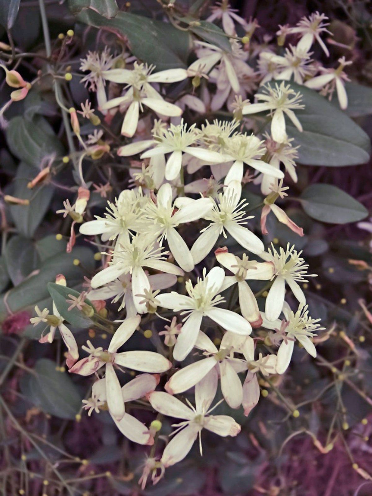 Virgin&amp;#39;s Bower Clematis Flowering Vine