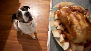 A black and white dog looking up at roast chicken on a table