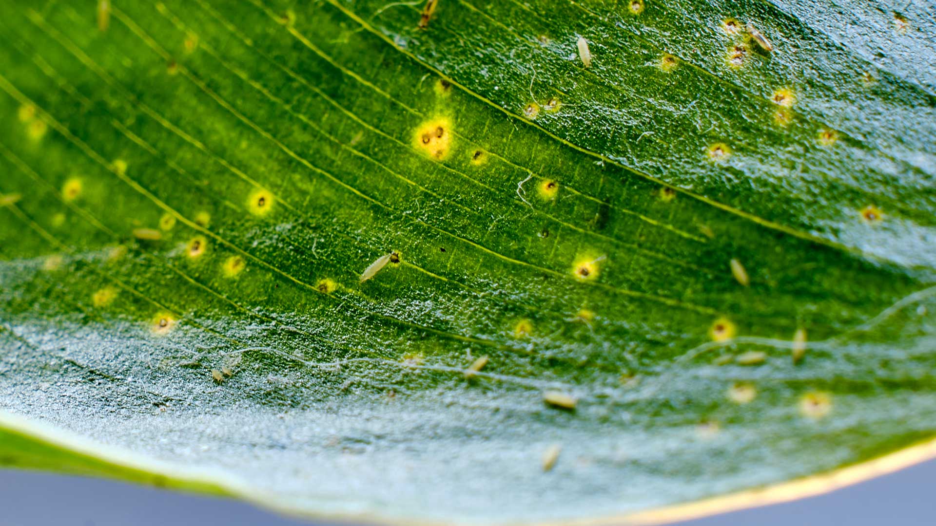 thrips on leaf