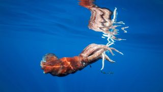 A photo of an injured giant squid floating in the water having likely been attacked by a sperm whale.