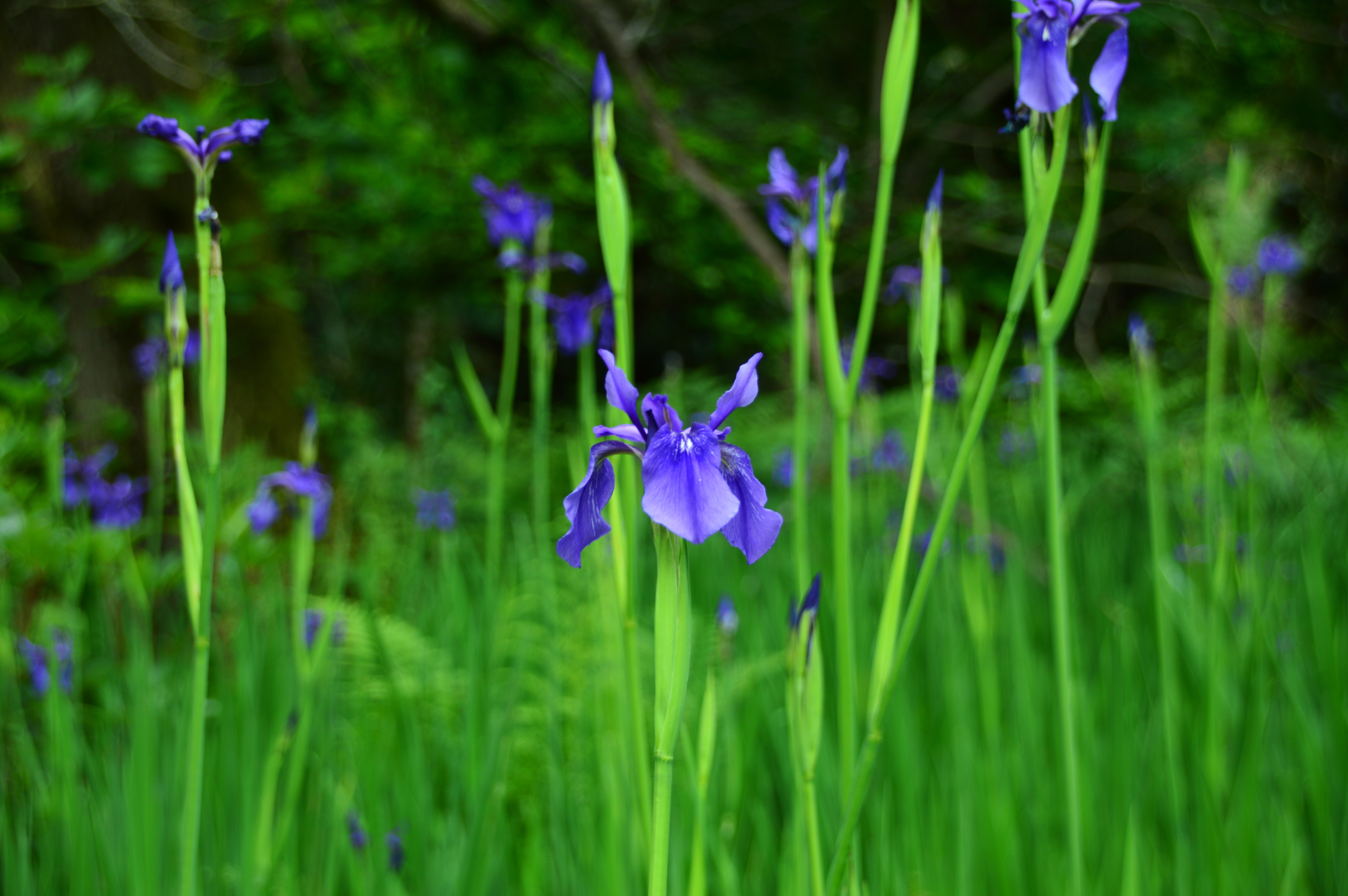 Blue flag iris in a field