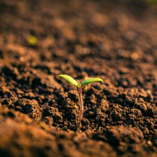 Seedling in the soil