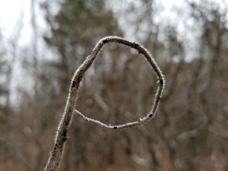 Galaxy S8 macro shot