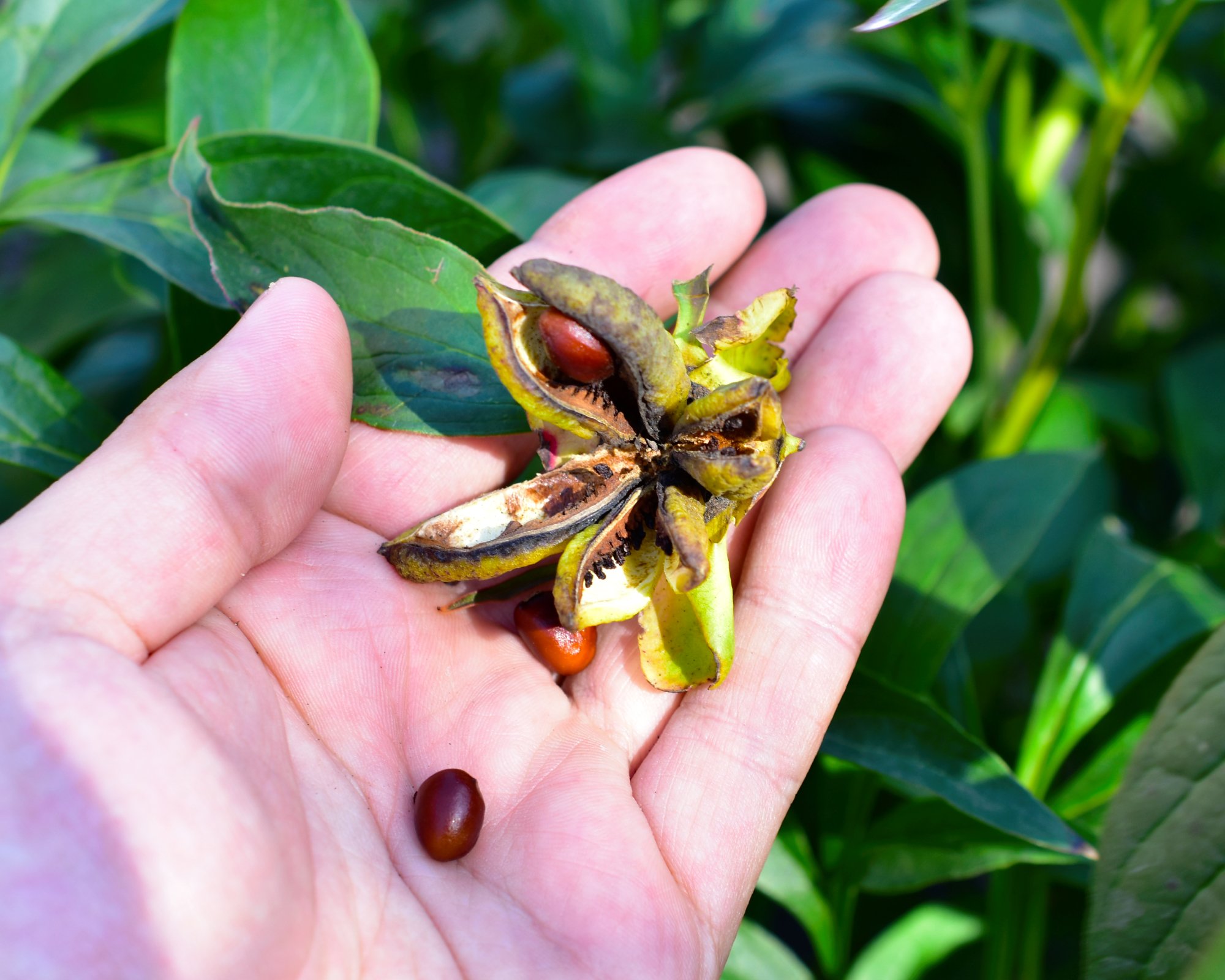 Hand harvesting peony seeds from pods