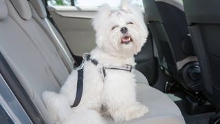 Dog wearing one of the best dog car harnesses on the back seat