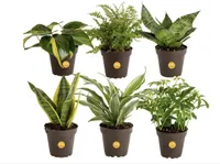 Costa Farms  6-Pack Indoor Houseplants 