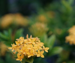 Ixora shrub with yellow blooms