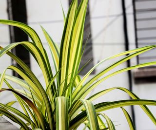 spider plant Hawaiian growing on balcony