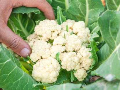 Harvesting Cauliflower