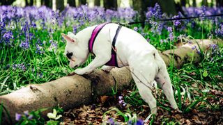 Frenchie exploring woodland.