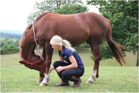 chintofetlock.jpg
