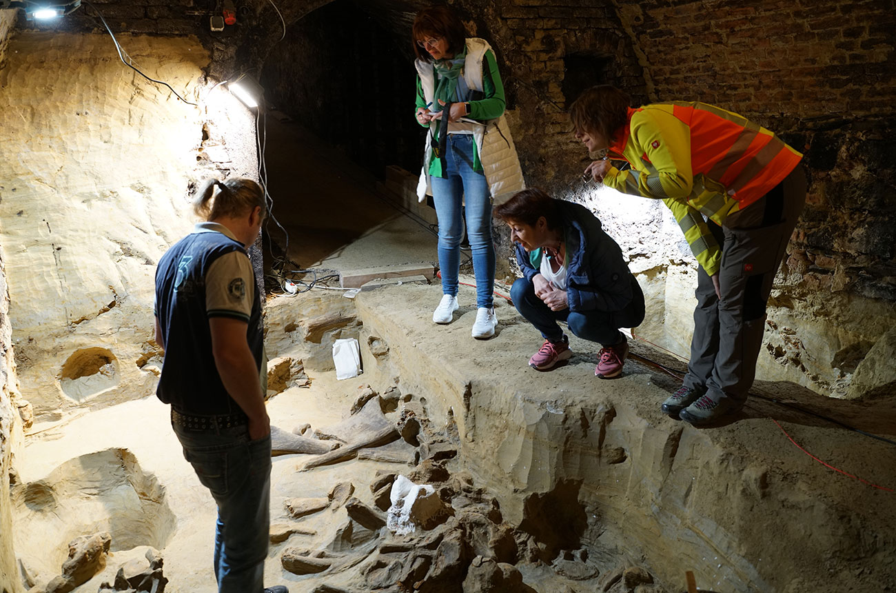 mammoth bones in Austrian wine cellar