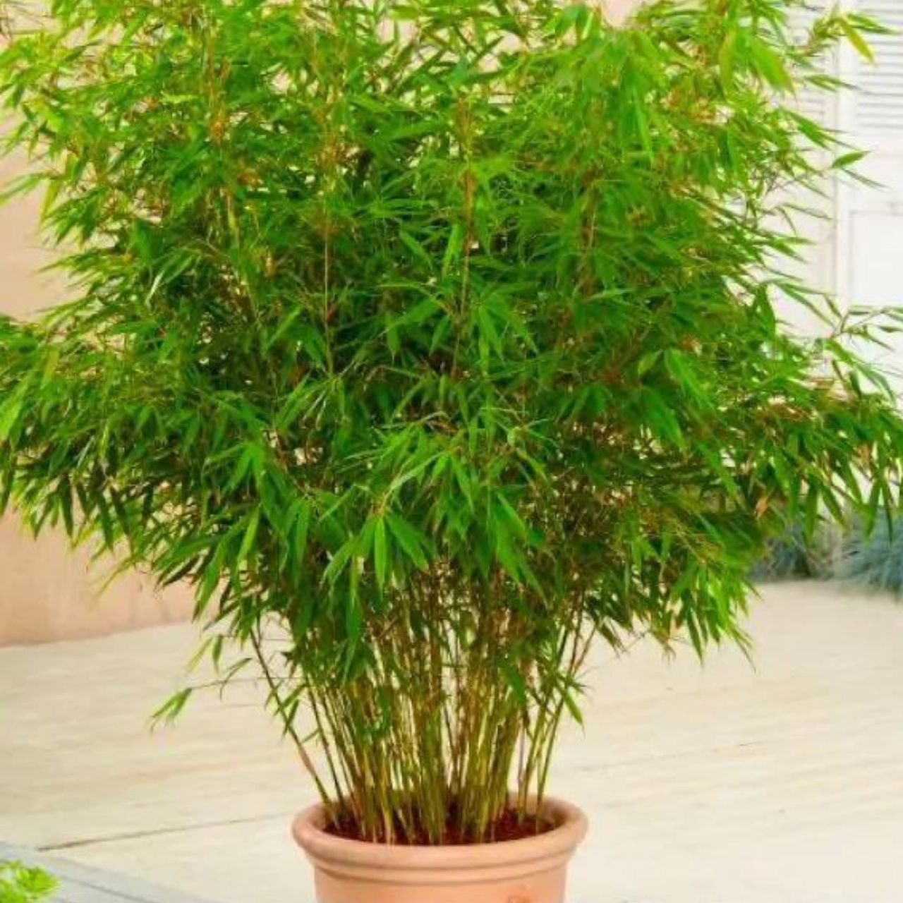 Experts warn against adding 'invasive' bamboo to gardens | Ideal Home