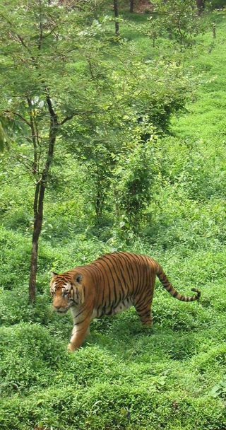 bengal-tiger-101116-02