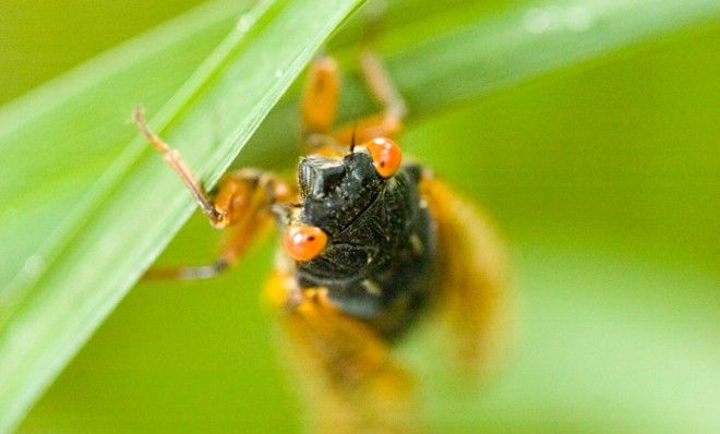 Cicada