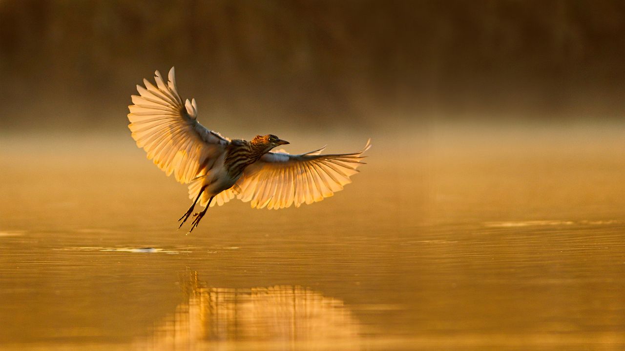 heron flying over water at sunrise