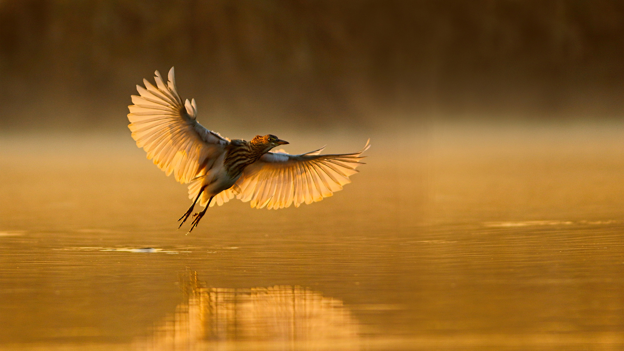 heron flying over water at sunrise