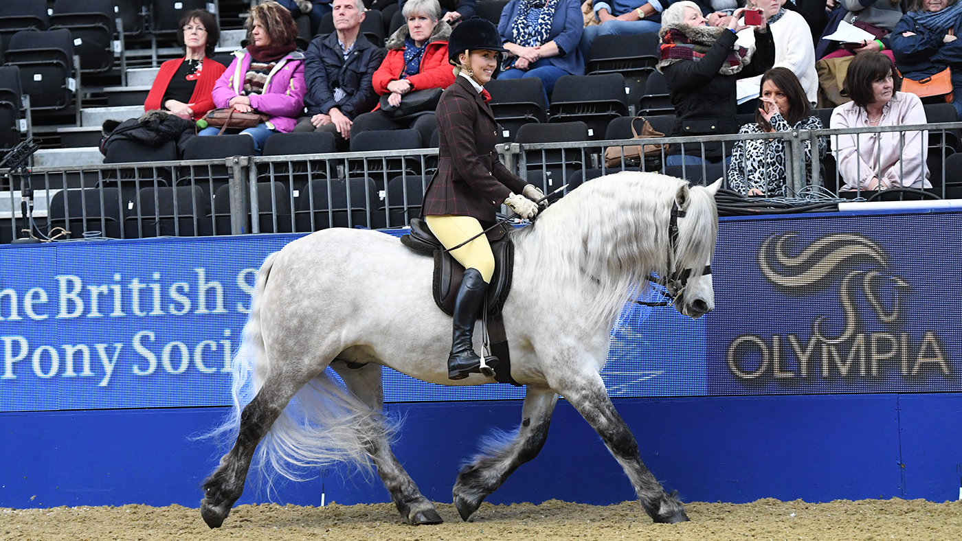 Highland Chief of Talisker exhibited by Amber Thorpe during The BSPS Ridden Mountain and Moorland Championship sponsored by Lemieux at Olympia, The London International Horse Show held at Olympia in London in the UK, between the 16-22 December 2019