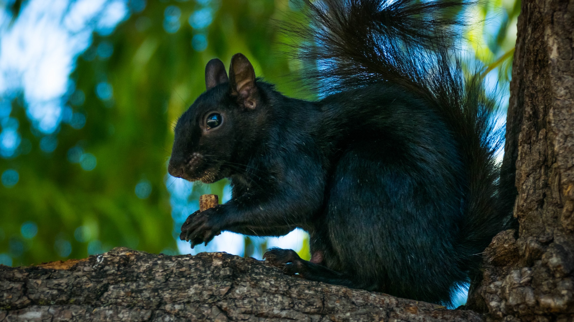 A black squirrel eats a nut in a tree