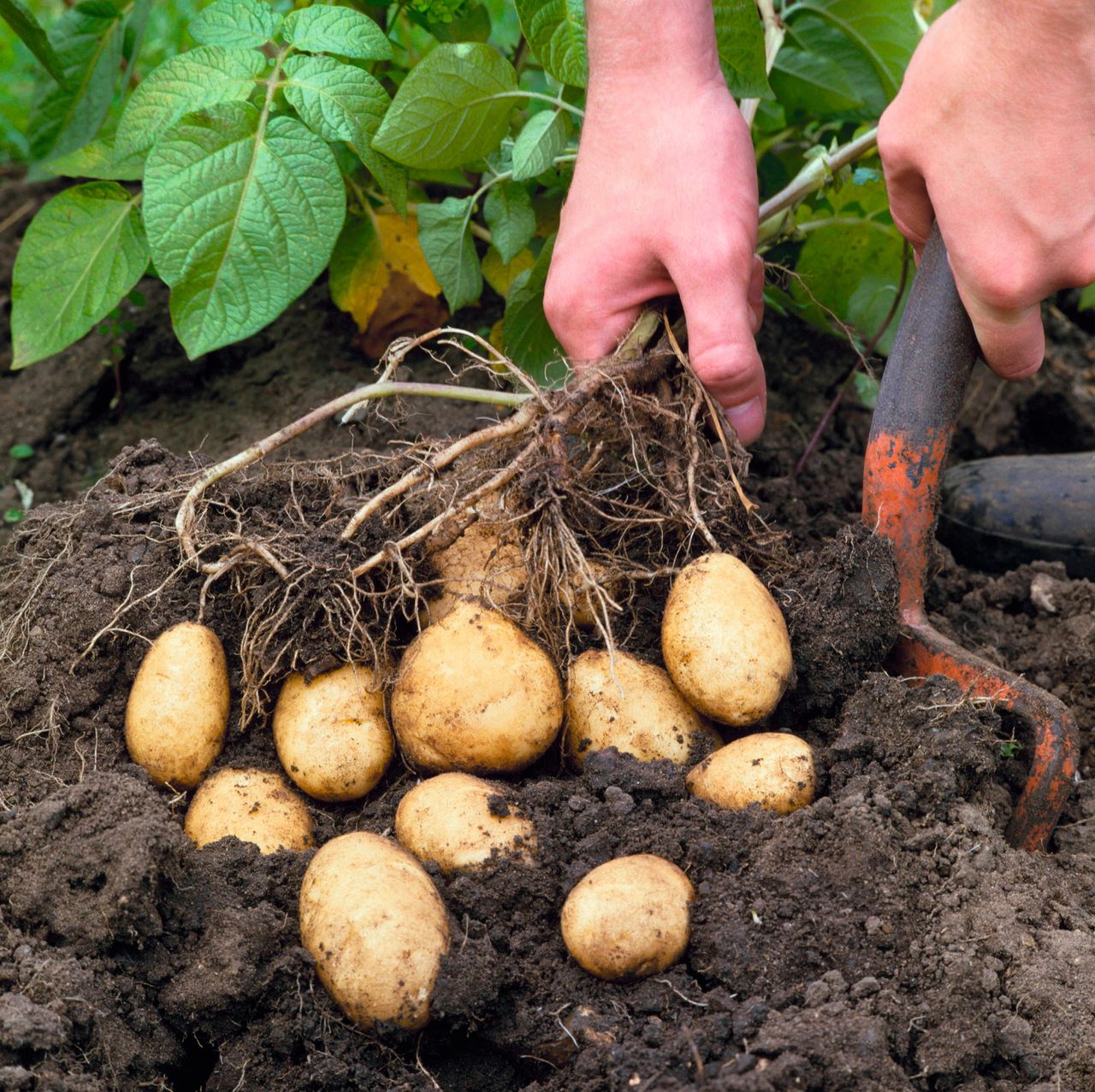 A chip off the old block: Consider growing your own potatoes.