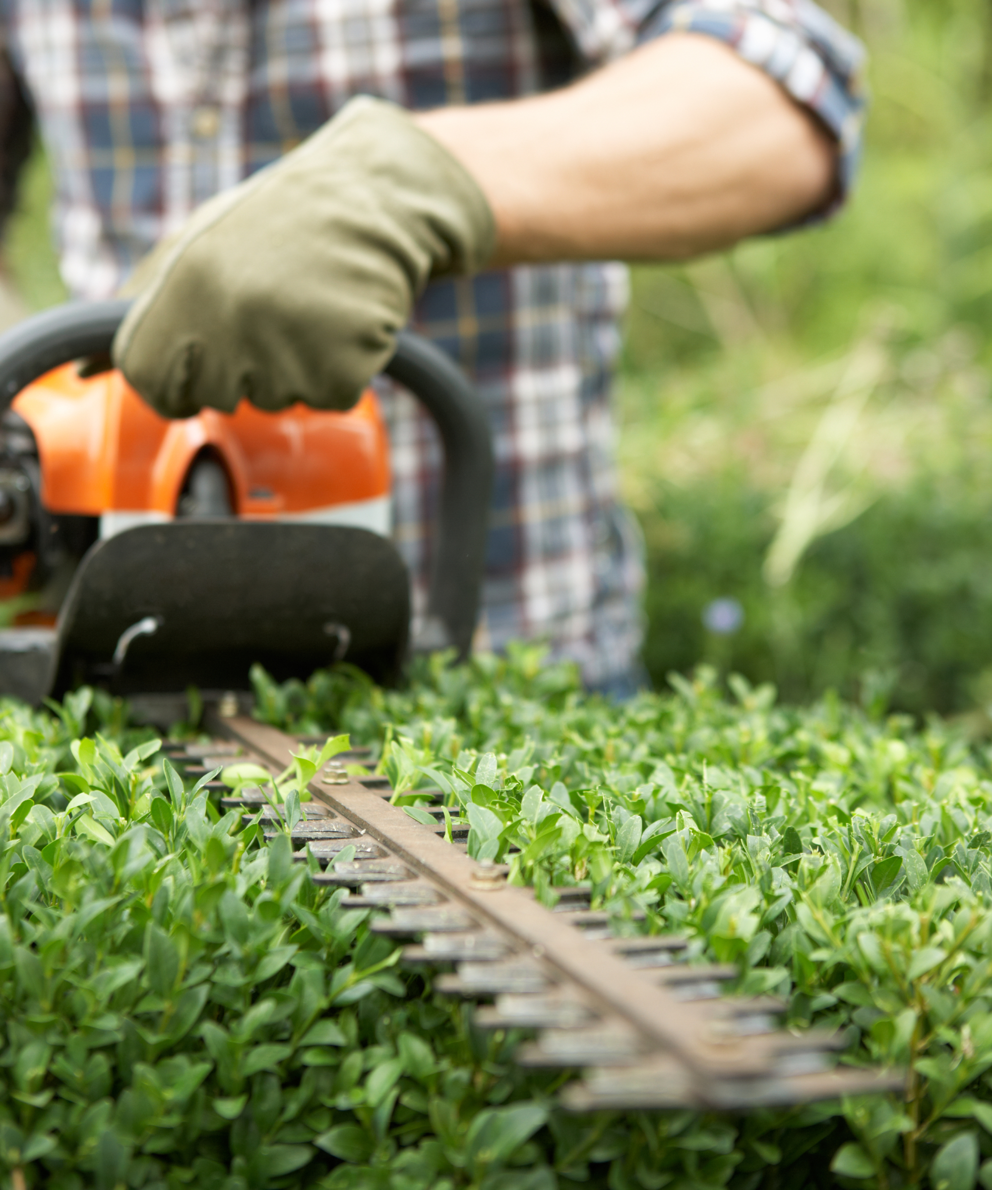 gardener wearing gloves using a trimmer to prune privet hedge