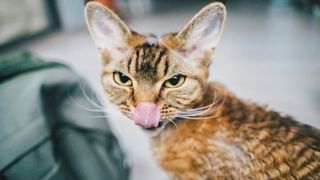 Devon Rex cat sticking tongue out