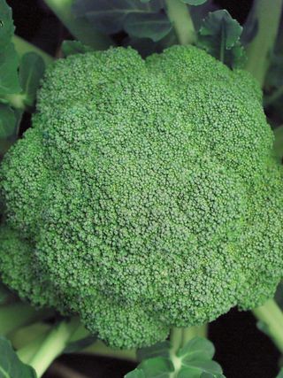 Broccoli, Marathon Hybrid