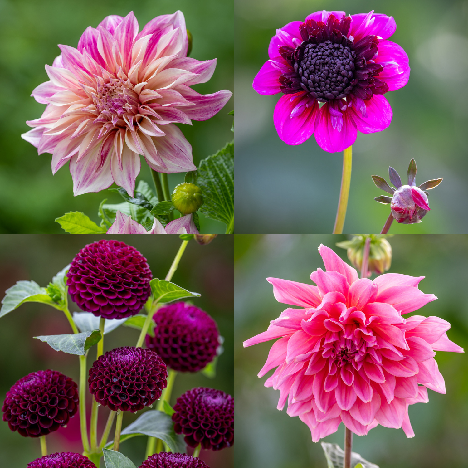A collage of purple and pink dahlias