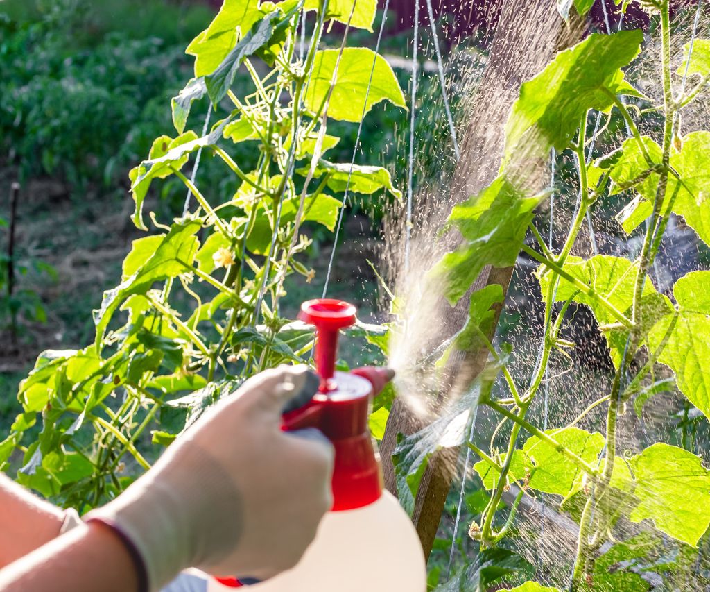 How to repel boxelder bugs from your yard: Expert solutions | Homes ...