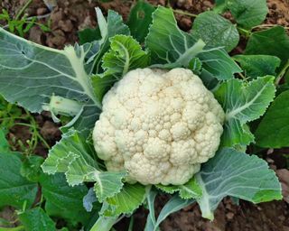 Cauliflower growing in vegetable garden