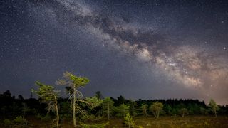 trees in the foreground of the image are dwarfed by the incredible scale of the bulge of the milky way seen spreading across the star-studded sky.