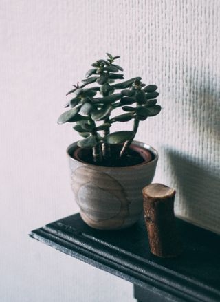 Jade plant on a mantlepiece