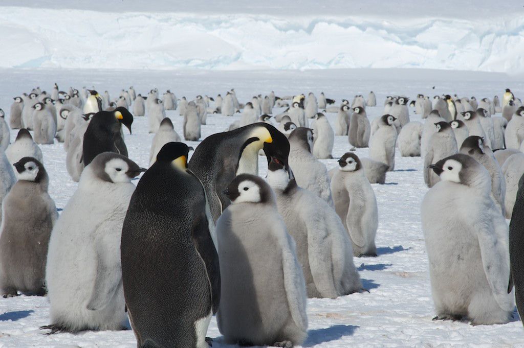 baby penguins