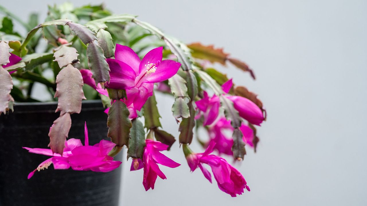 Close up of Christmas Cactus 