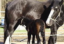 shire-lusitano-foal.jpg