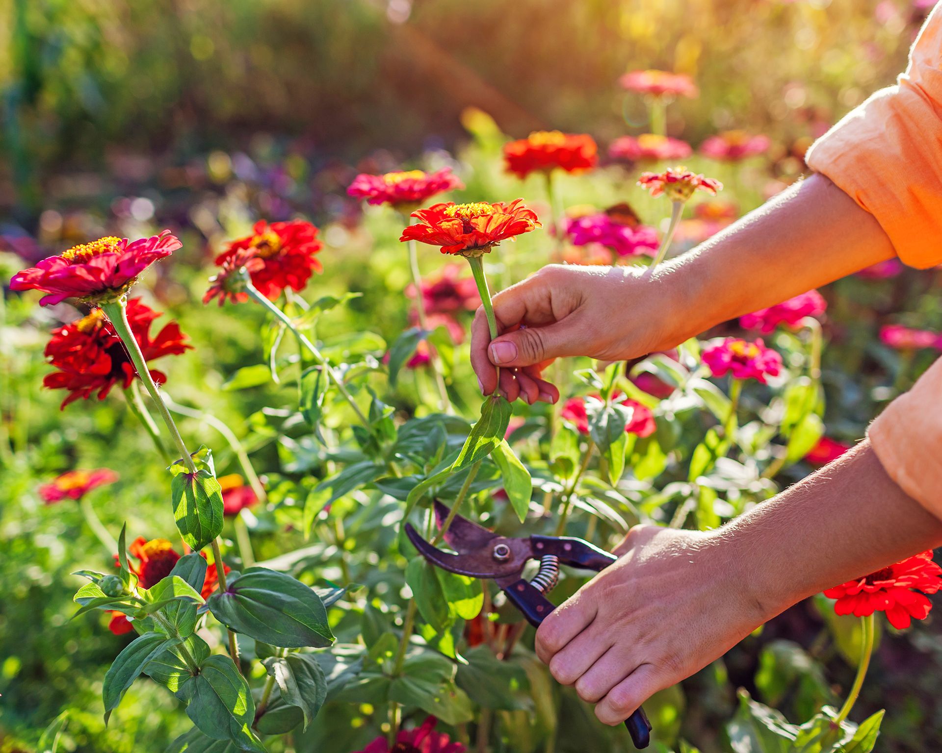 Gardener harvests zinnia flowers