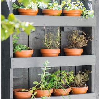 Detail of a selection of herbs in terracotta pots on black wooden shelves in garden
