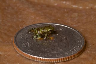 A baby limosa harlequin frog on a U.S. quarter.