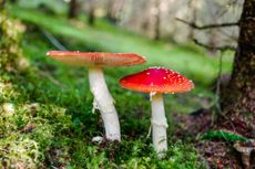 Look, but don't touch &mdash;&nbsp;and definitely don't eat: the amanita muscaria mushroom, better known as fly agaric.