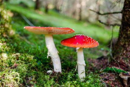 Look, but don't touch — and definitely don't eat: the amanita muscaria mushroom, better known as fly agaric.