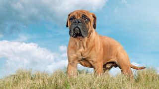 Bullmastiff standing outside