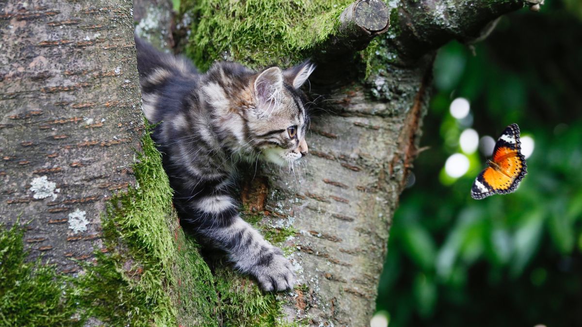 Cat in a tree looking at butterfly