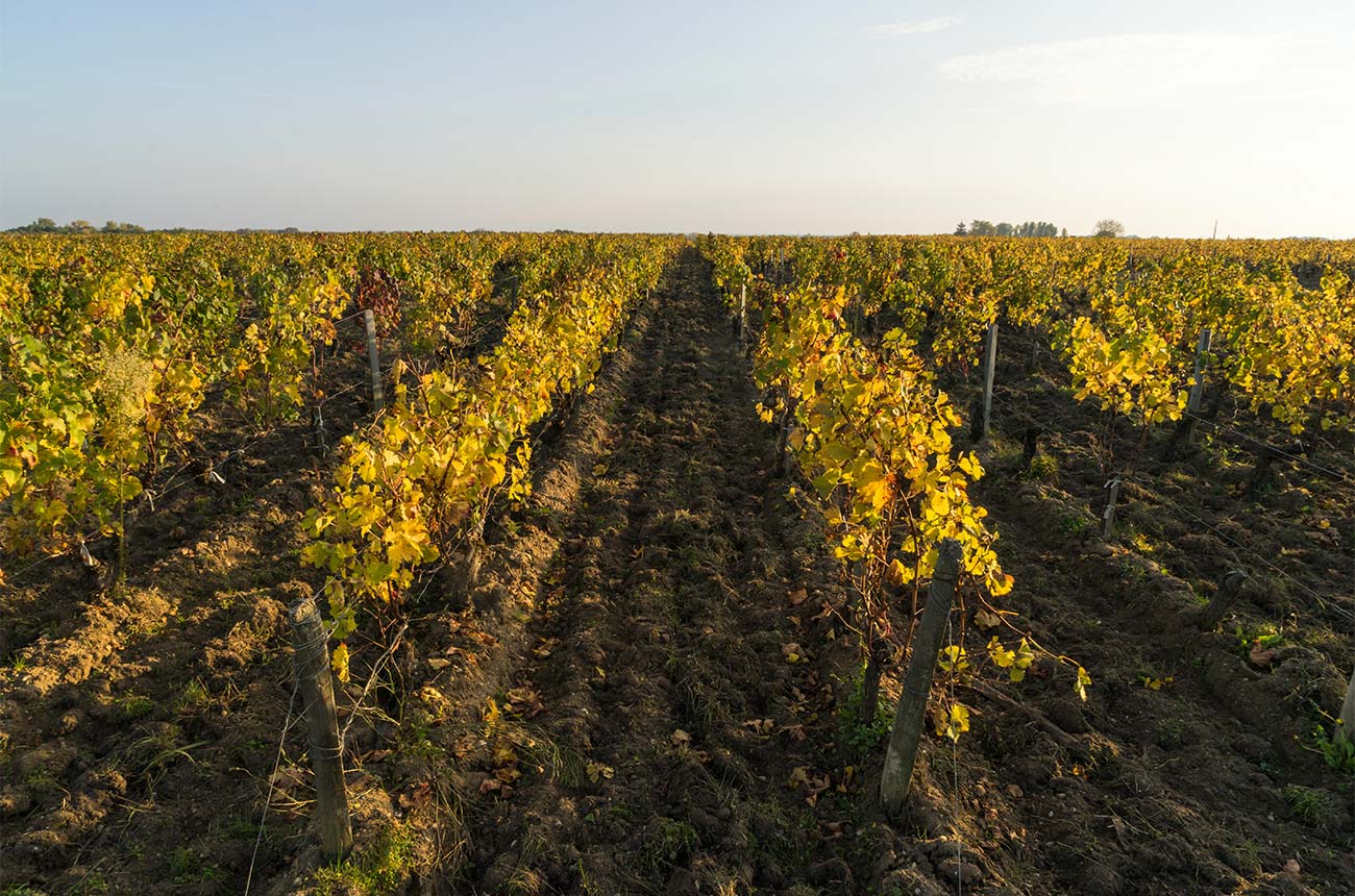 Vineyard in the Medoc