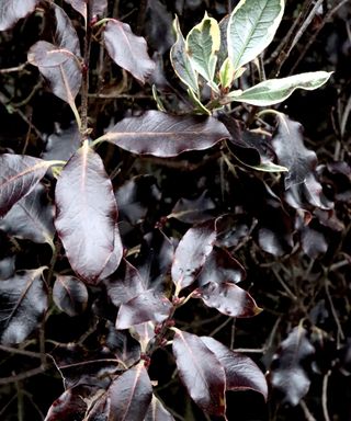 black leaves of Pittosporum tenuifolium ‘Tom Thumb’