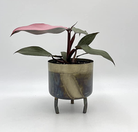 Philodendron pink princess, Amazon