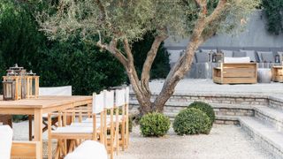 Olive tree with seating area