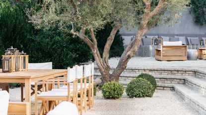 Calm garden retreat with olive tree 