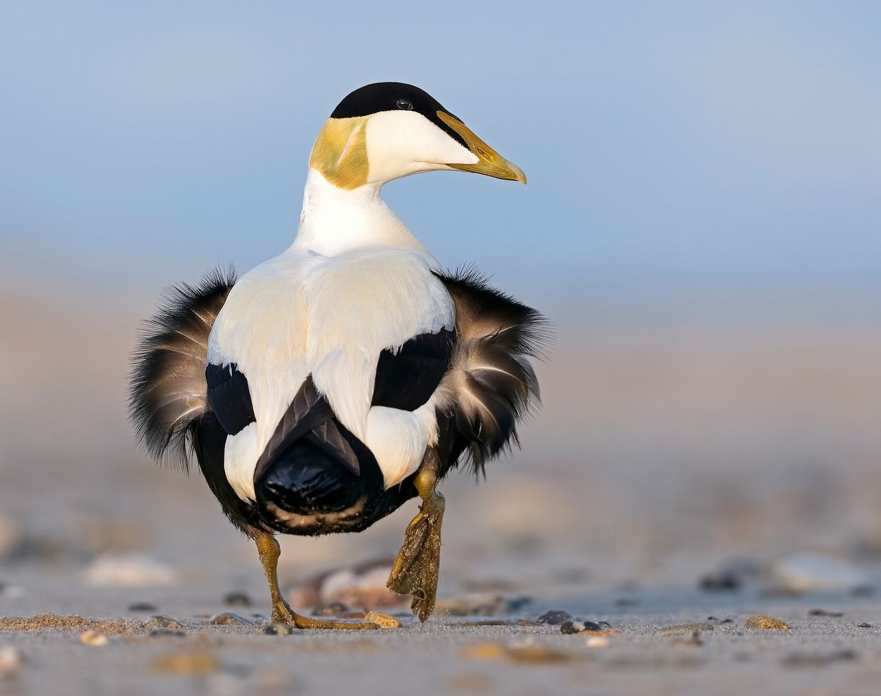 Thomas Hinsche won the Best Portfolio 2019 award for his six spectacular shots